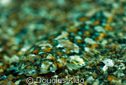 Blended. 
A pacific sanddab blends in with the gravel at... by Douglas Klug 